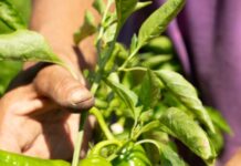 Il peperoncino verde di Fiume dell’ Agro Nocerino-Sarnese verso la certificazione di qualità
