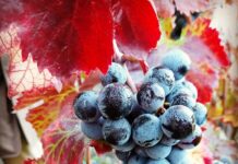 Festa del Vino a Pompei: Torna la vendemmia